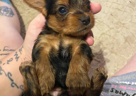 Full-blooded Yorkies