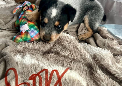 Purebred heeler puppies for sale