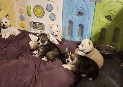 White and dark grey Siberian husky puppies for sale