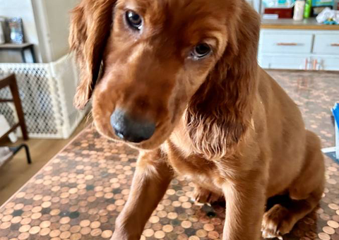 3 female Irish Setter puppies for sale