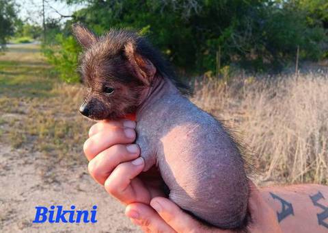 3 cute Chi Chi puppies looking for a good home