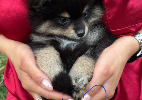 3 Boy merle Pomeranian puppies for sale