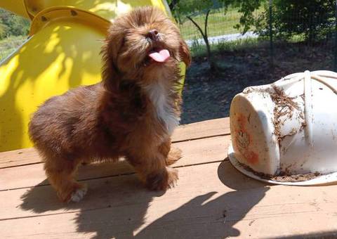 Aussie Poodle mix puppies
