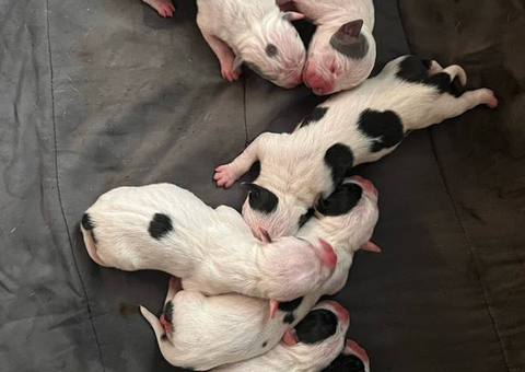 7 American Bully pups for sale