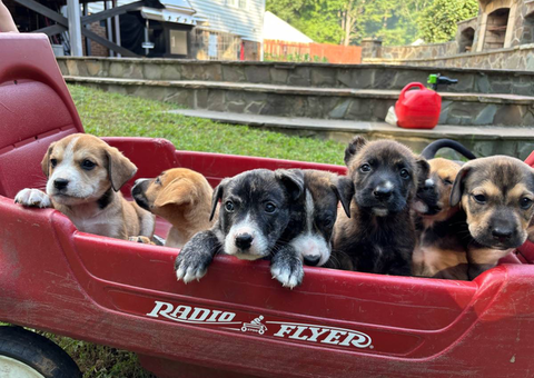 Shepsky pitbull mix puppies