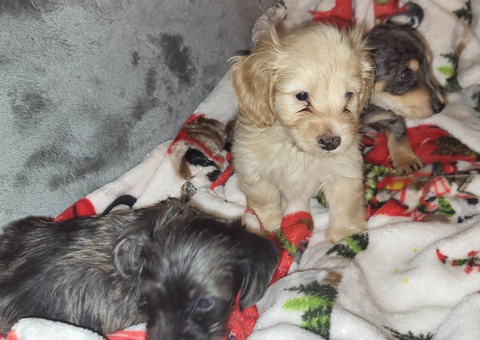 2 little Doxiepoo puppies need a home