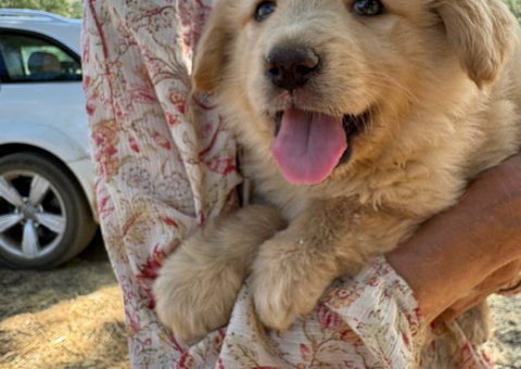 Anatolian shepherd x Great pyrenees puppies for sale