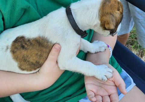 Half Jack Russell Half Patterdale Terrier