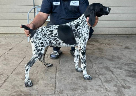 Fully registered German Shorthaired Pointer puppies for sale