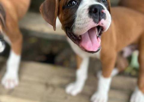AKC Boxer puppies for sale