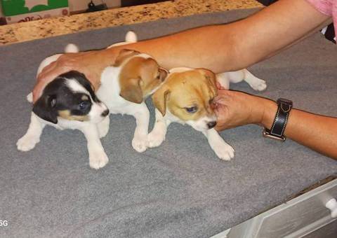 3 Shorty Jack Russell Terrier puppies for sale
