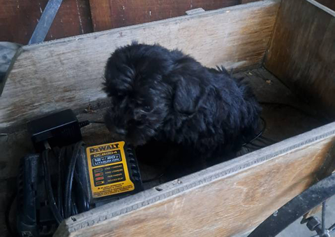 3 female and 1 male schnoodle puppies