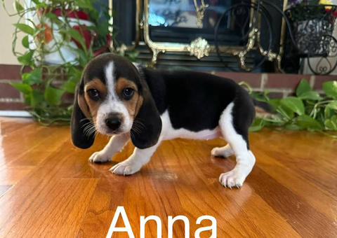 9-12 weeks old Beagle puppies needing new homes