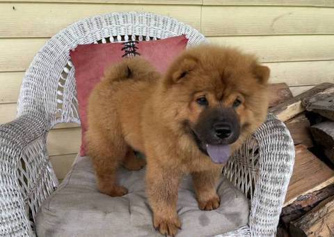 3 female Chow puppies available