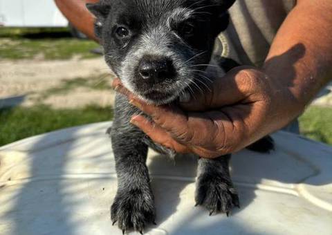 Blue Heeler puppies need homes