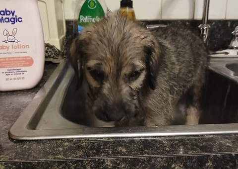 Cute great danoodles for sale