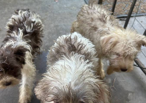 3 AKC Mini Schnauzers for sale