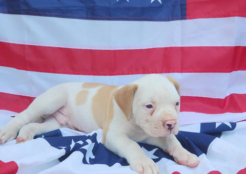 Purebred American Bulldog puppies
