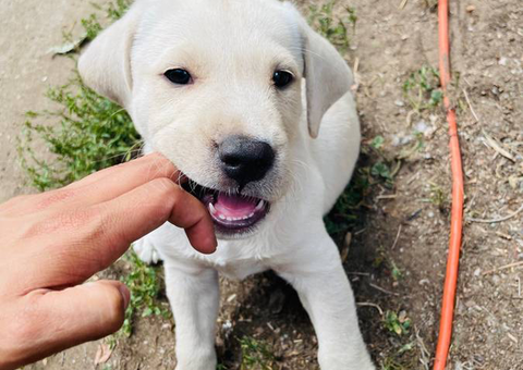 8 Labrabull puppies for sale