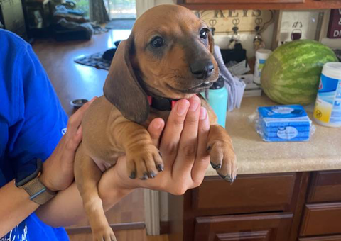 3 female standard dachshund puppies for sale