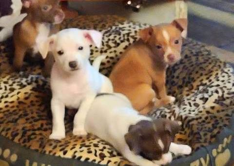 Chihuahua Rat Terrier Cross