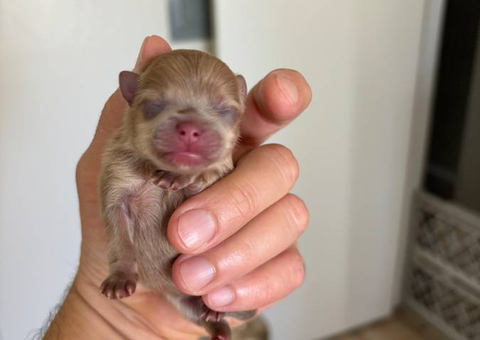 2 male Pomeranian puppies for sale