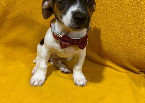 Jack Russell mix puppies