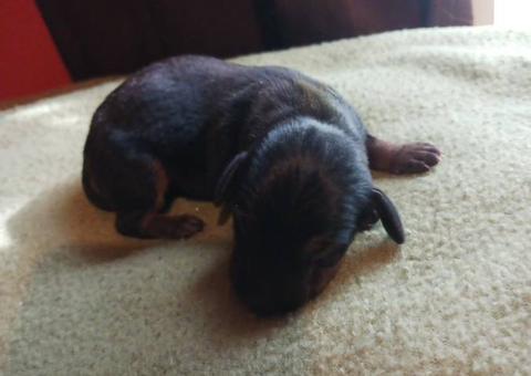 Black and Tan Mini Dachshunds for Sale
