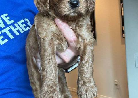 Medium Goldendoodle Puppies for Sale