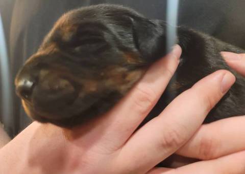 European Doberman pinscher puppies for sale