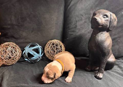 8 Bully Pit puppies needing a home