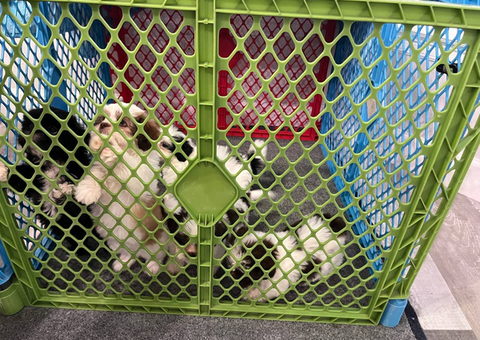 Gorgeous Shih Tzu puppies for sale