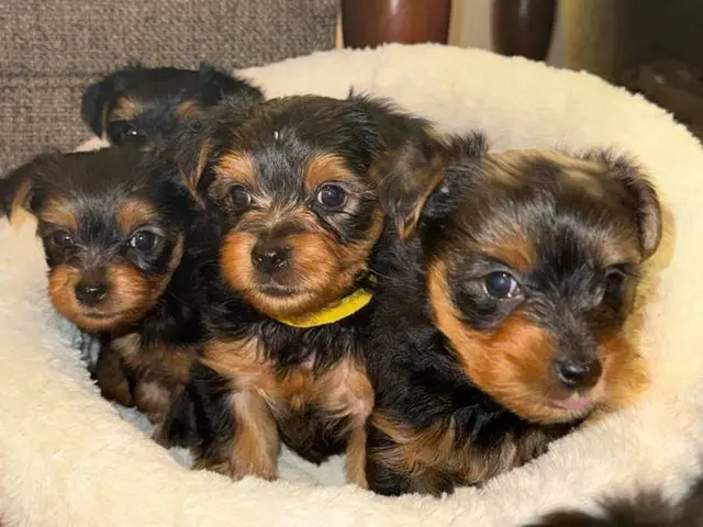Purebred male Yorkie puppies for sale