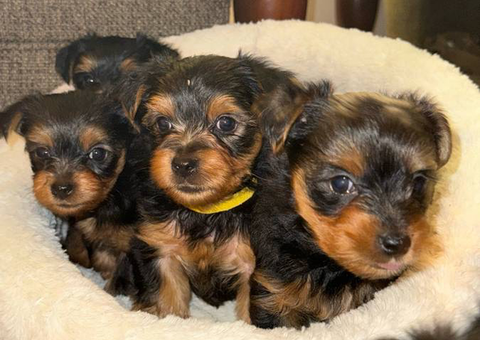 Purebred male Yorkie puppies for sale