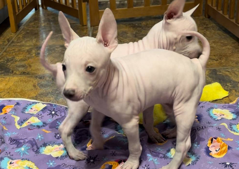 Beautiful American Hairless Terrier puppies for sale