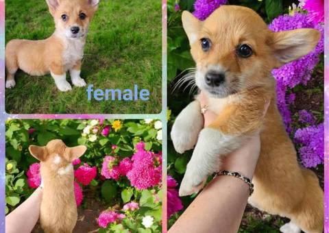 6 AKC Corgi puppies for sale