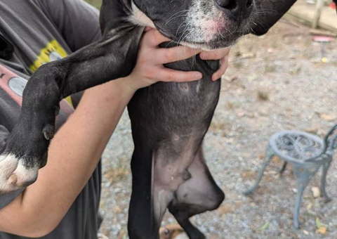 4 Bullboxer pit pups for sale