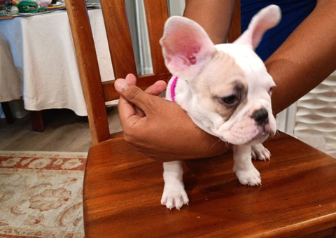 5 Frenchie puppies for sale