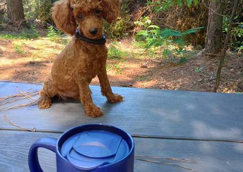 3 male and 2 female miniature poodle puppies
