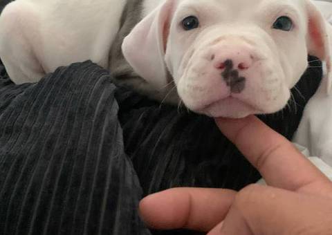 2 bully pit mix puppies need a good home