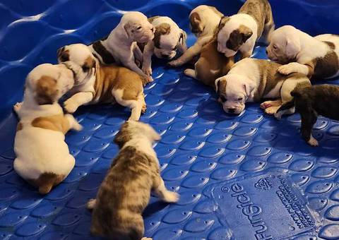Registered Olde English Bulldogge puppies for sale