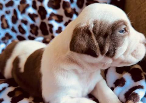 4 American bully puppies for sale