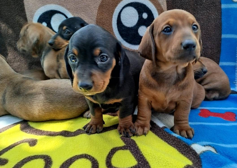 2 months old Miniature Dachshunds