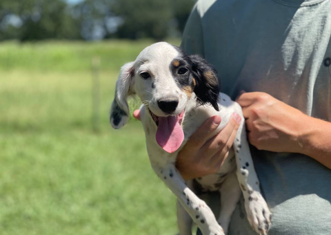 Field type English Setter puppies