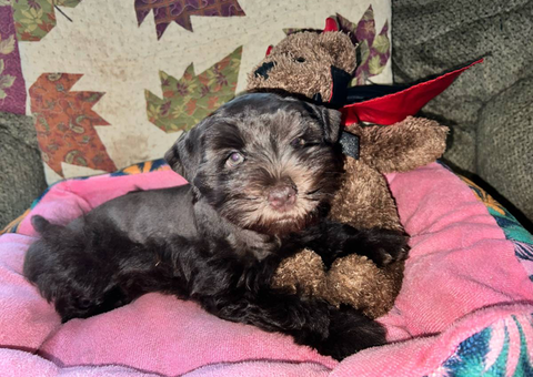 2 mini schnauzer puppies ready to go