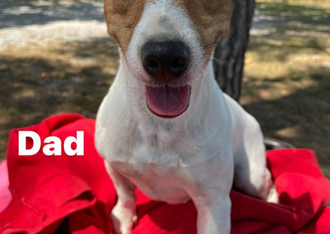 6 weeks old Jack Russell Terrier puppies for sale