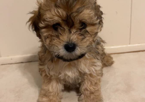 Bichon Frise Yorkie mix puppies for sale