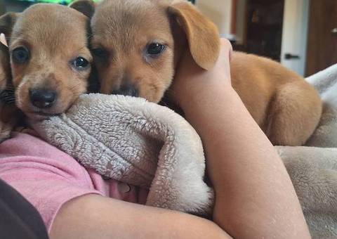3 female Dorgi puppies for sale