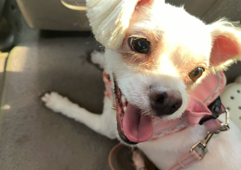 3-year-old female Maltese for sale