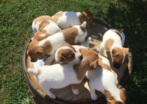 Purebred Jack Russell puppies